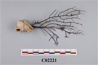 藏品(珊瑚標本)的圖片